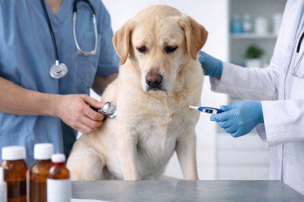 Najčastejšie choroby psov, ich príznaky a urgentné stavy. Zistite, kedy je stav vážny a kedy vyhľadať veterinára v Poprade.